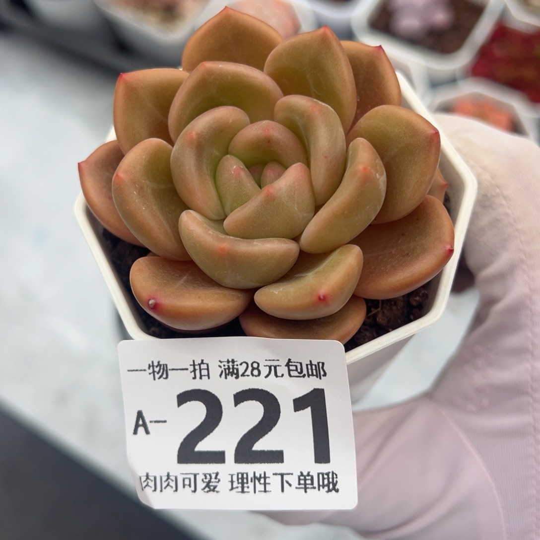 白兰地多肉多肉多肉多肉