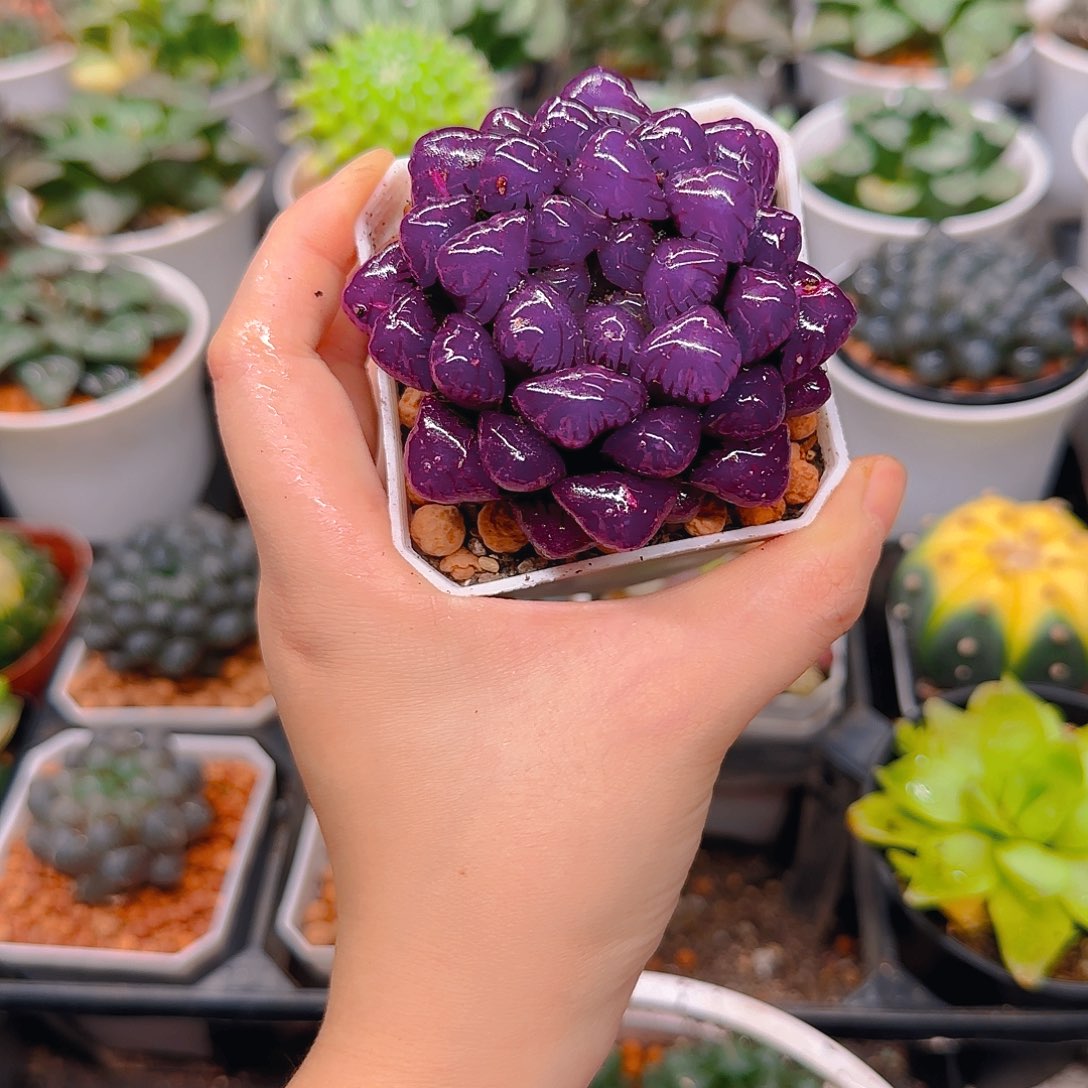 紫宝石冰灯玉露多肉，原盆原土，人工上色