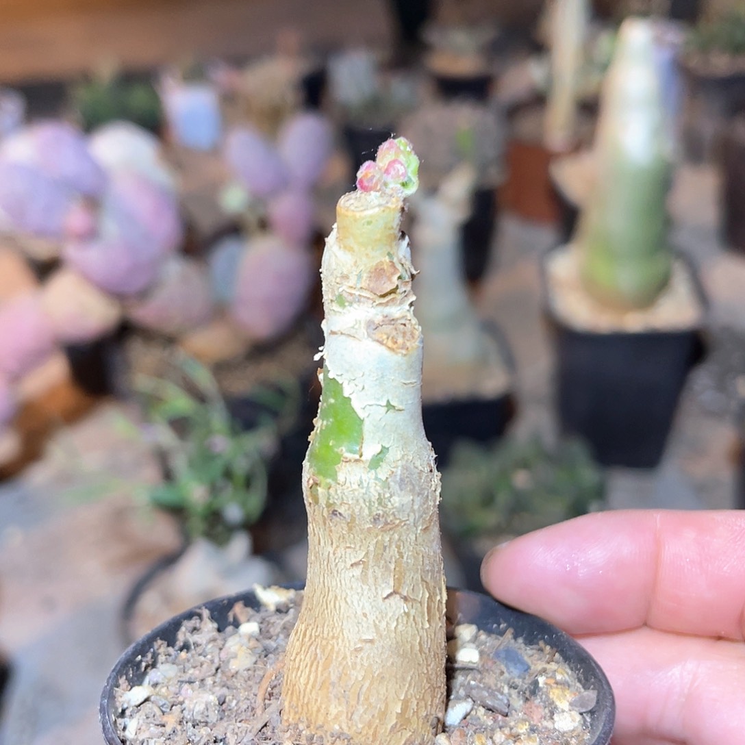 祖提葡萄翁块根多肉植物