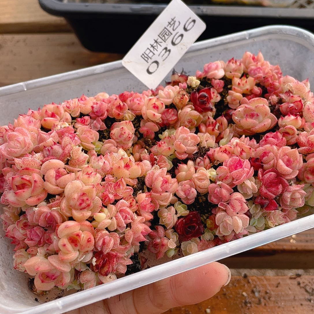 多肉植物多肉植物366