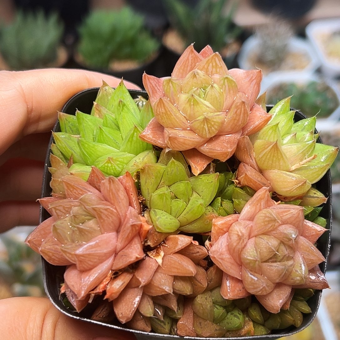青蛙嘴整盆               