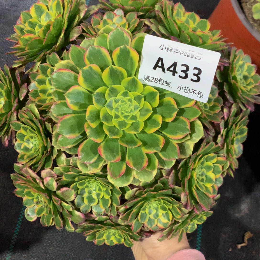 澳**园433朝霞88888888888