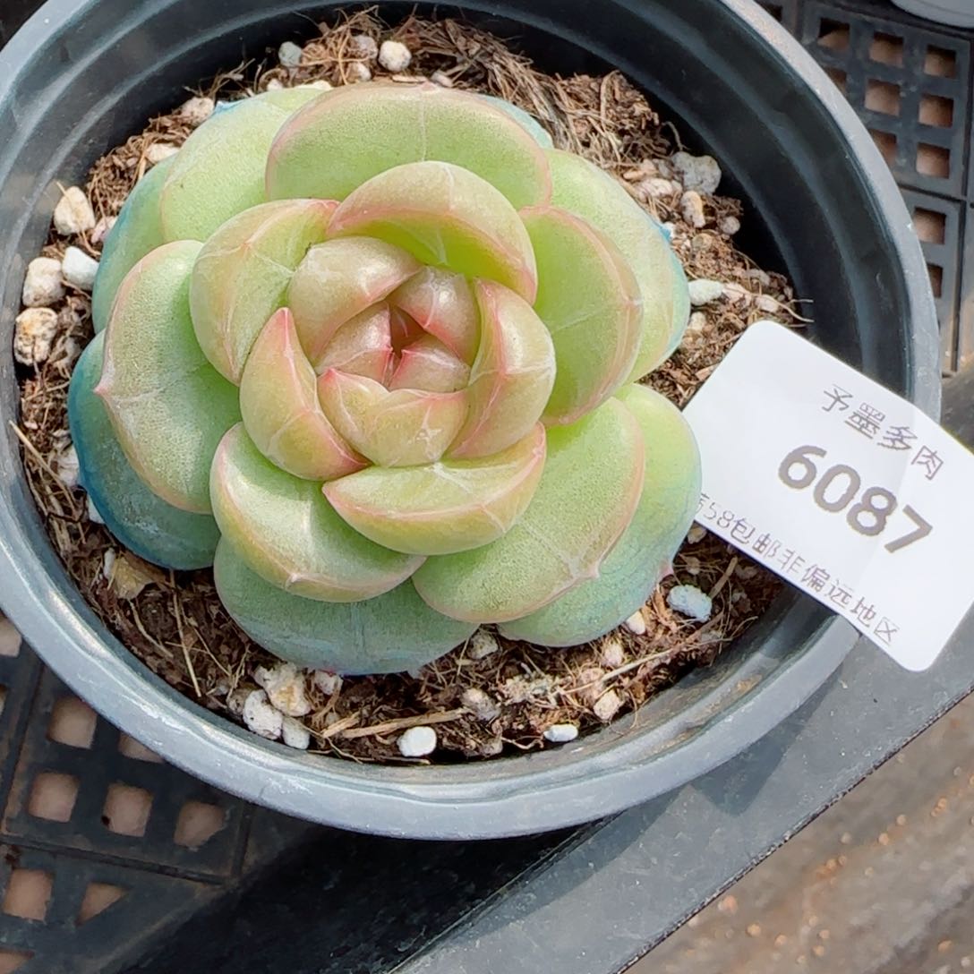 新品，6087多肉植物