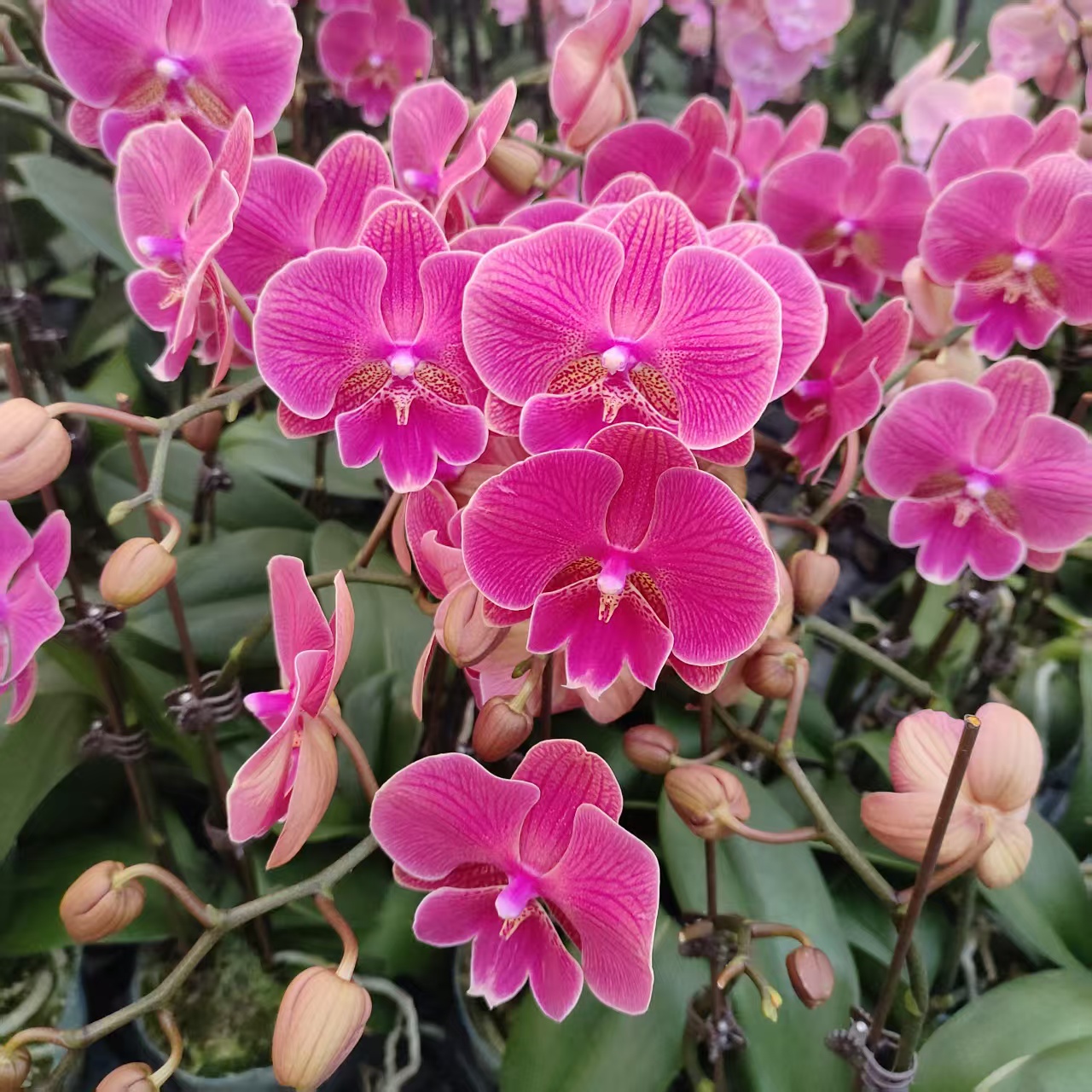 成功【花木兰】蝴蝶兰精致花卉盆栽四季植物