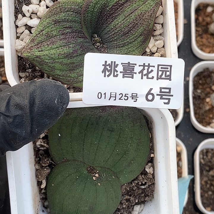 樂****)桃喜花园0125-6紫镜2颗