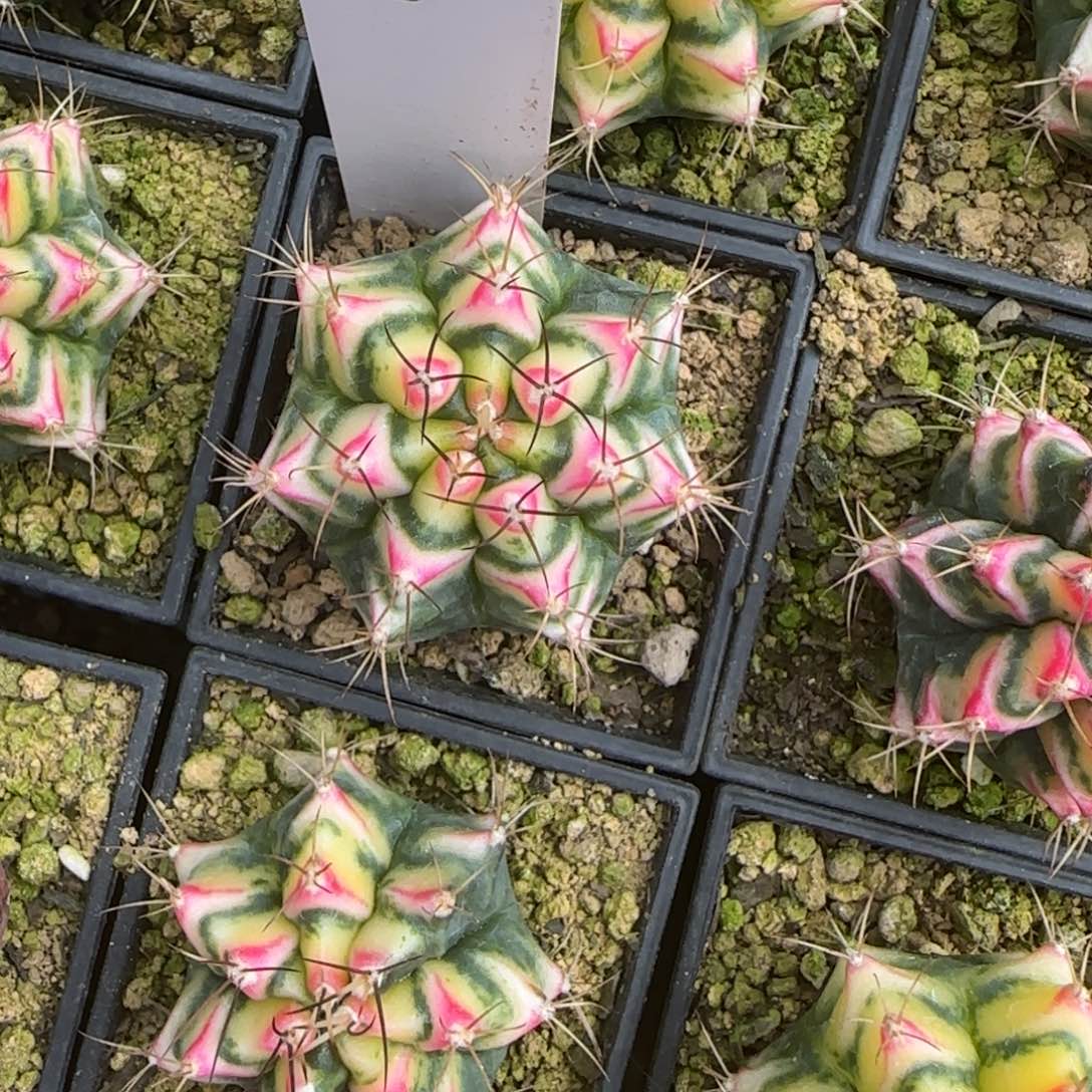 56-0212花田脱土发多肉