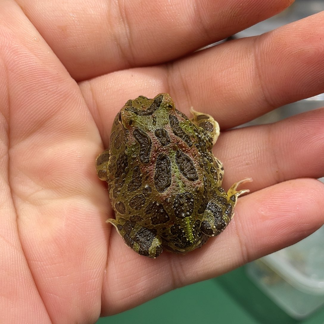 角蛙黑蛋蛋钟到货拍摄开箱视频包邮包活