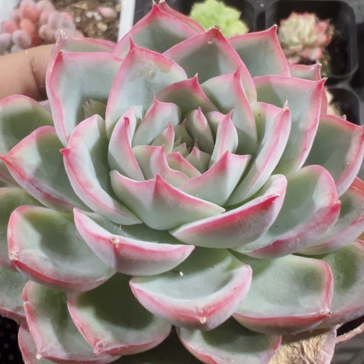 侧影精品多肉植物大战