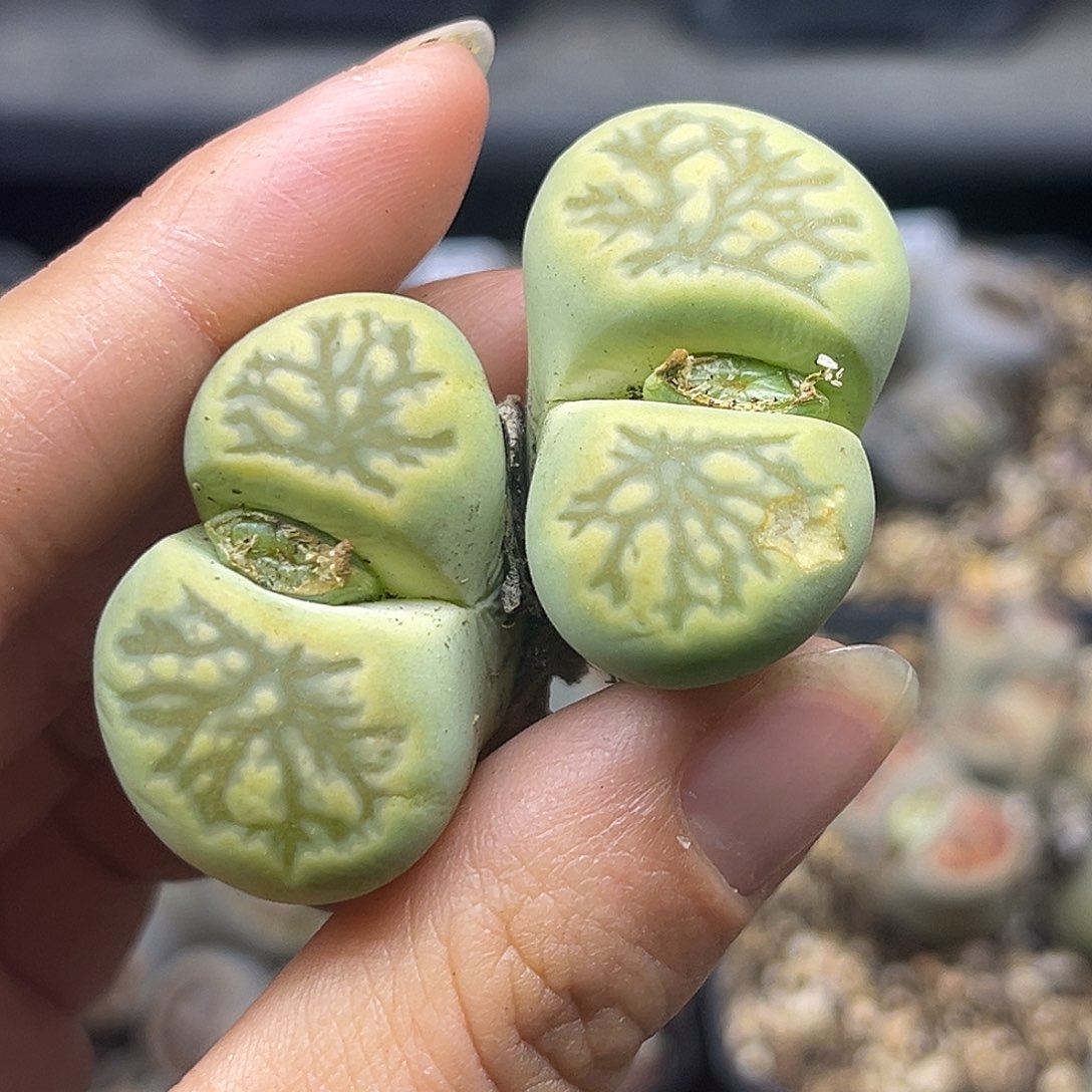 一物一拍菊母本2252绿菊化石菊