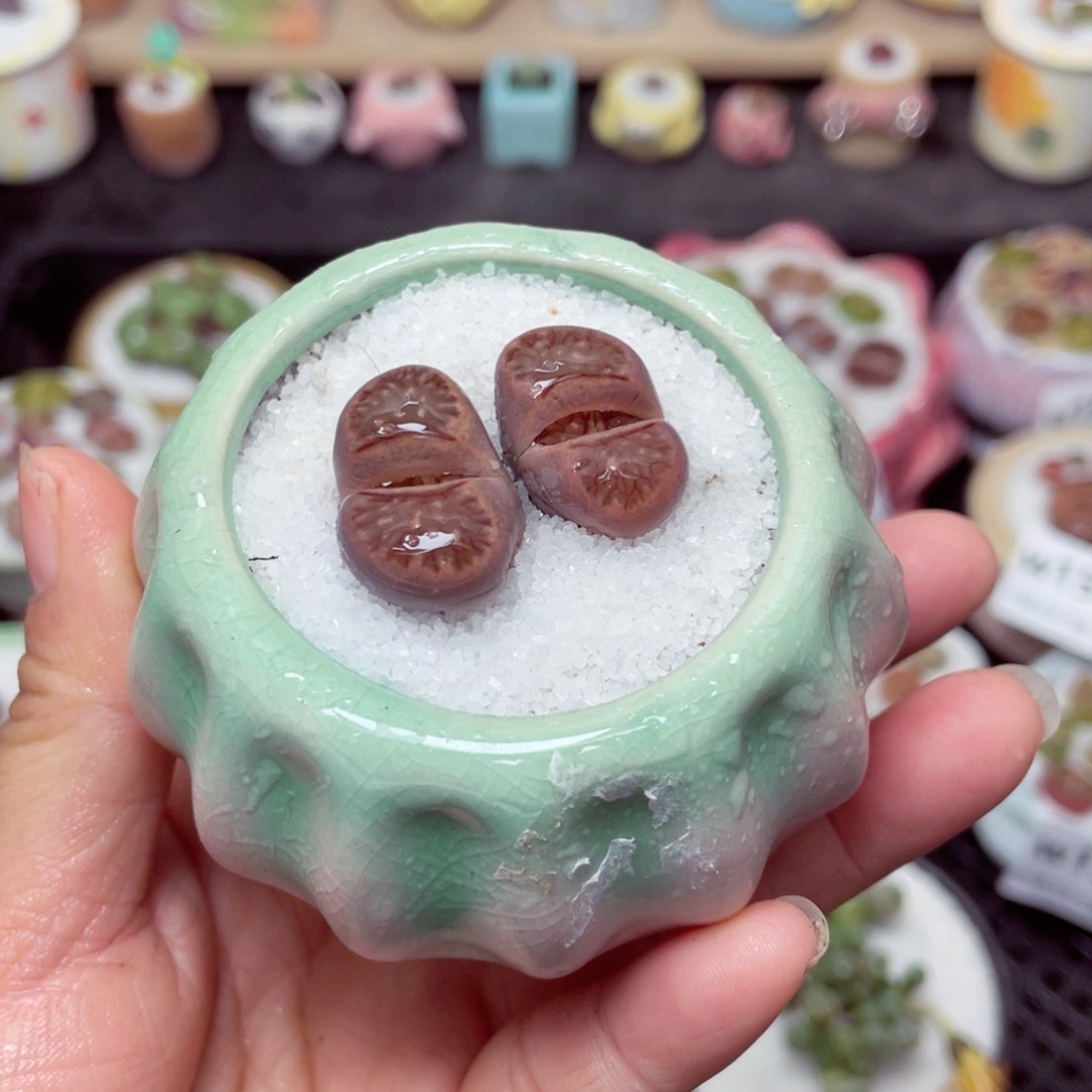 w1565 带盆土发货零下-地区拍保温箱