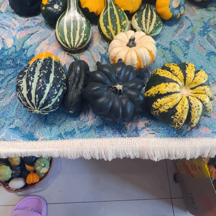 墨西哥葫芦葫芦旅途吐图