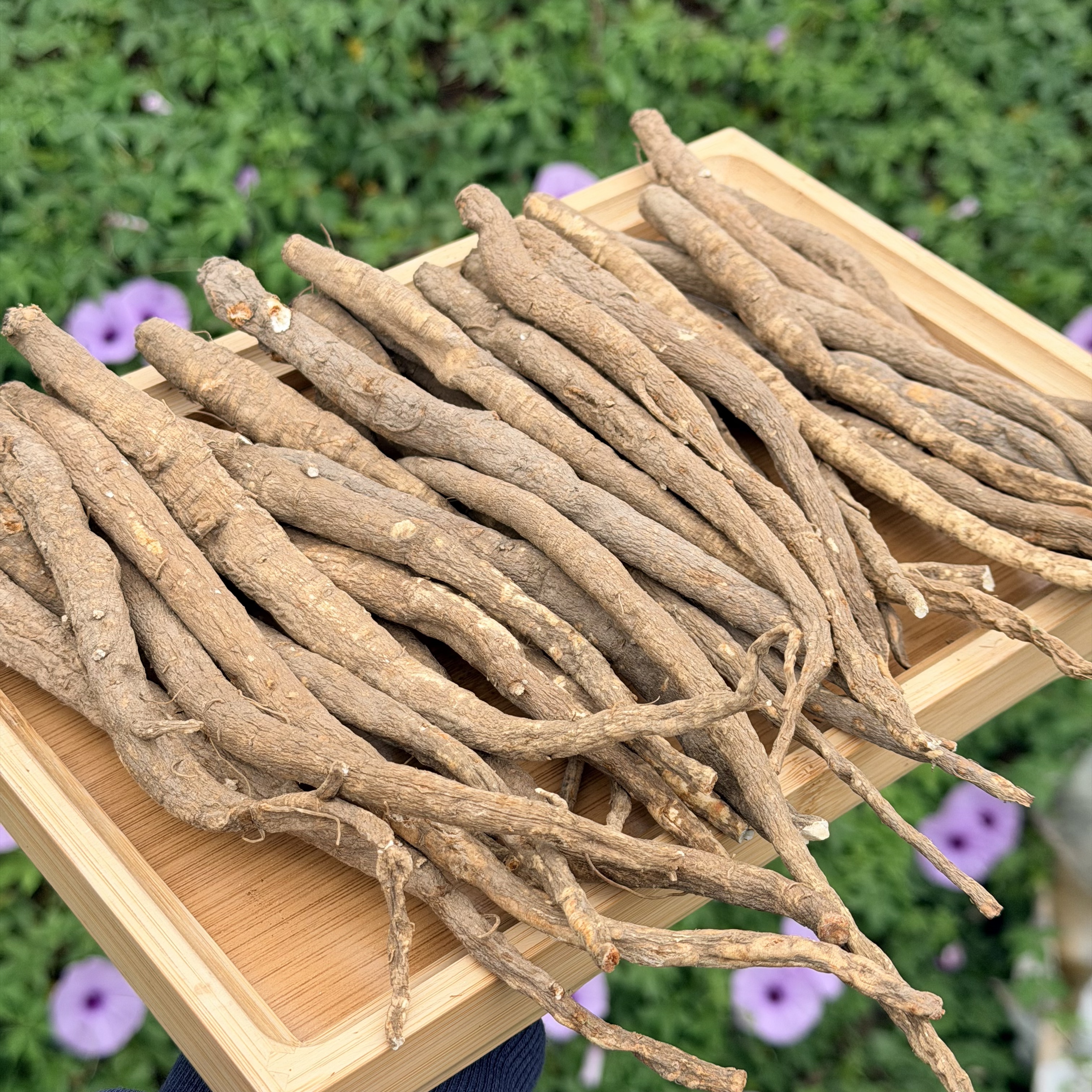 【阿丹臻品】藏当归 农家土特产