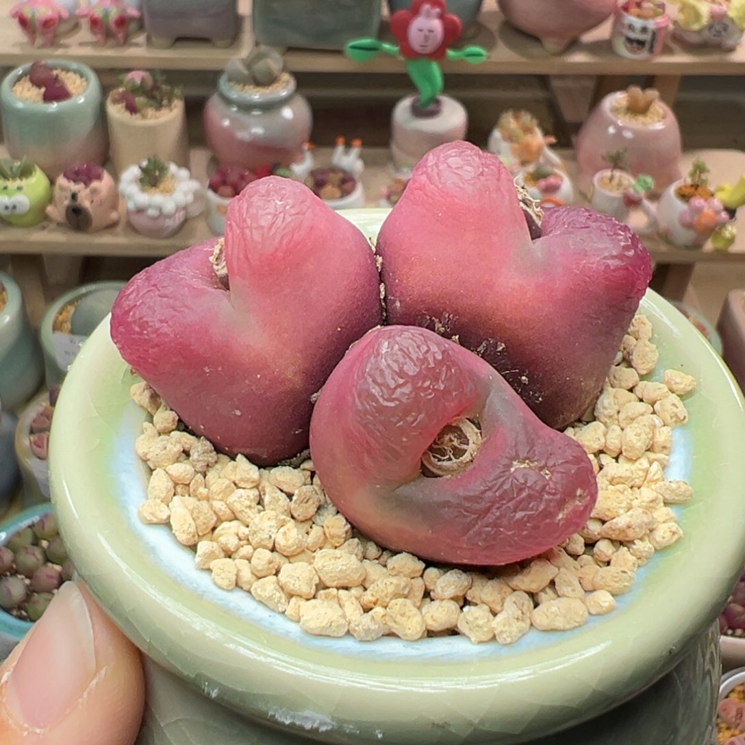 多肉植物86号三头毛毛