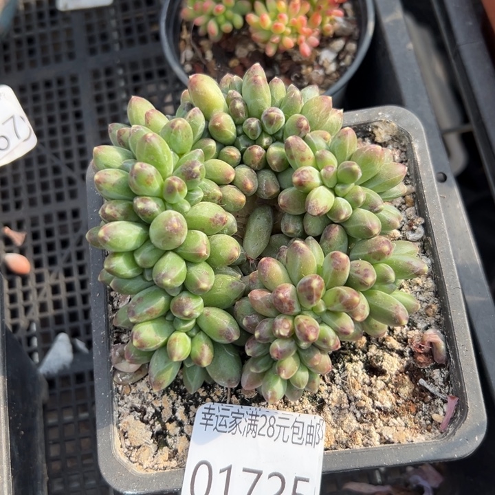 幸运儿是一位非常优秀