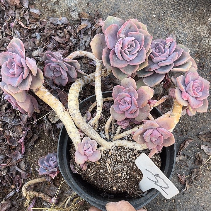 两单包邮，一物一拍52彩虹糖