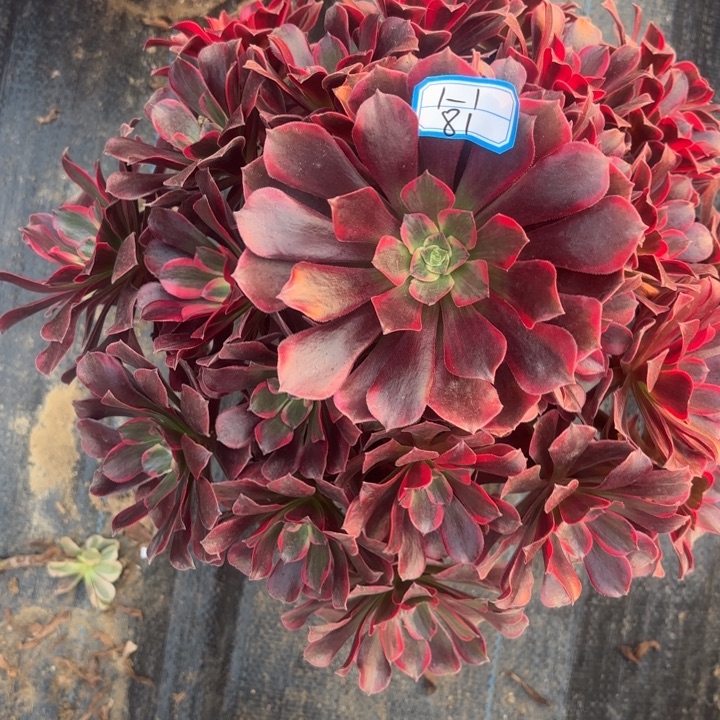 凤冠多肉法师不包损81