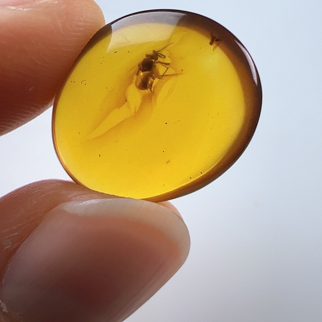 琥珀裸石未镶嵌琥珀虫珀蜘蛛