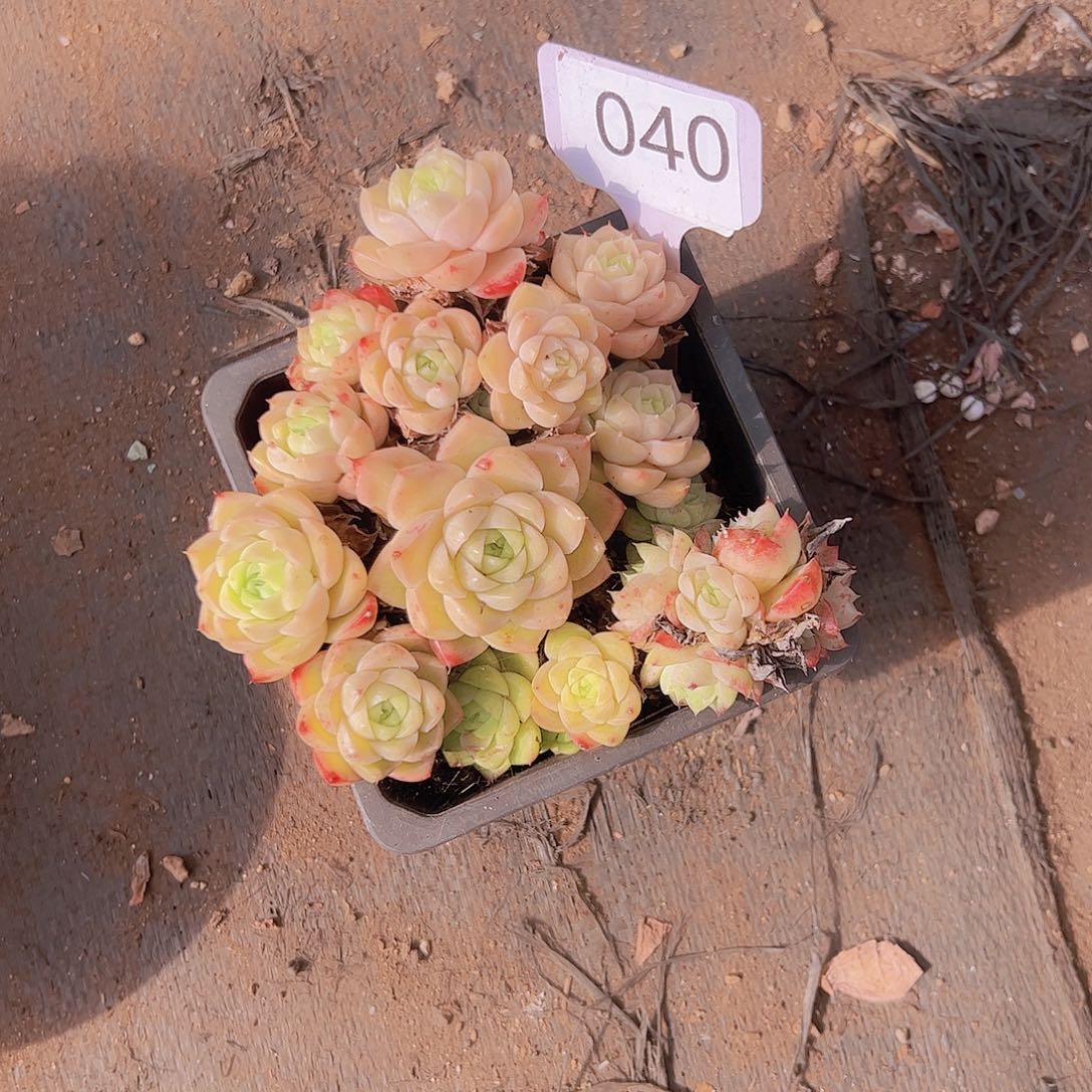 香***纸040麦杆15带盆不售后