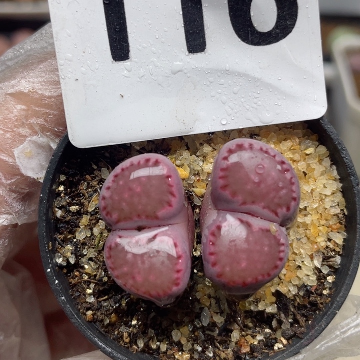 116紫饼干双头母本