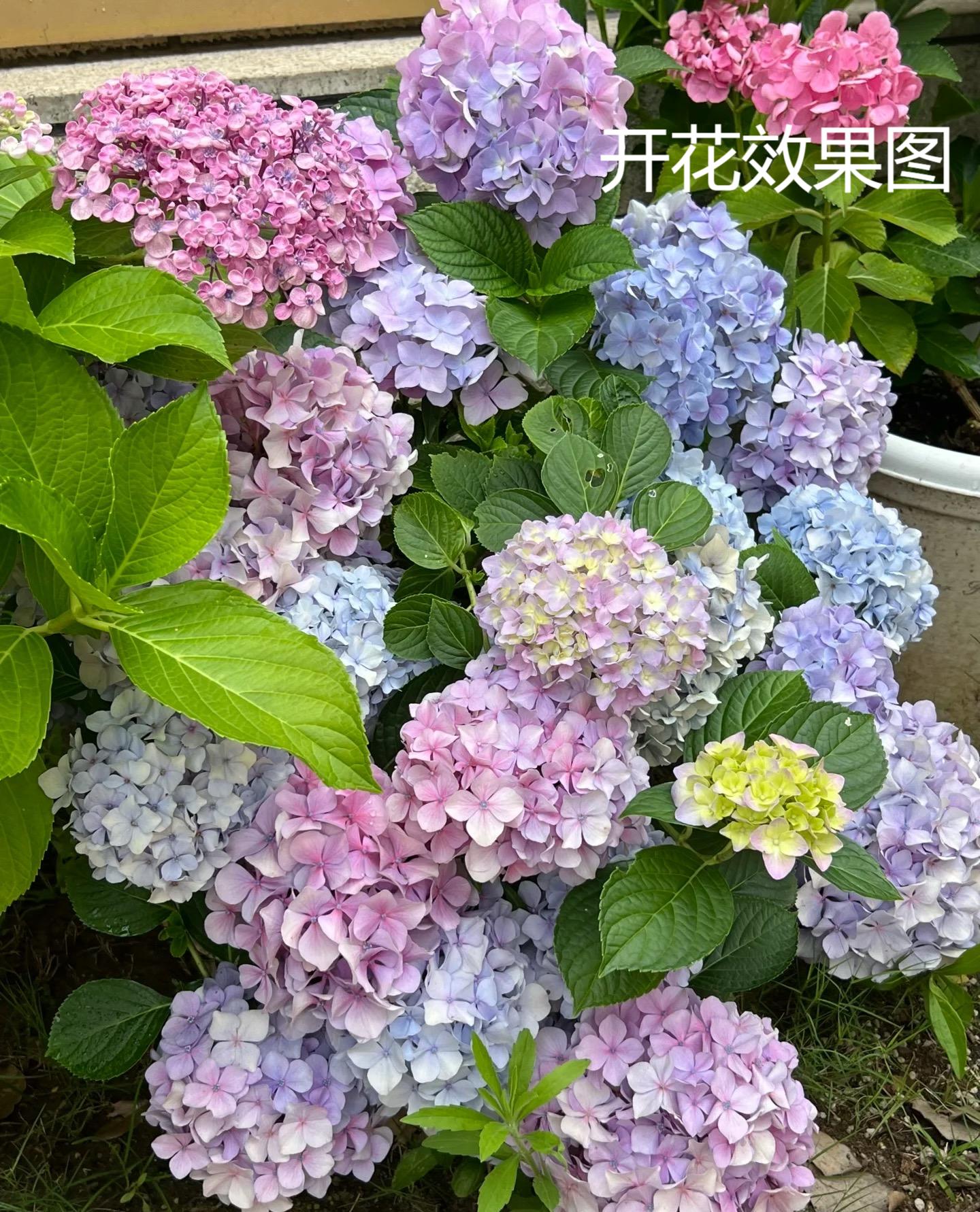 （易多梦幻）爆花机器单瓣绣球花适合阳台庭院种植云南昆明基地直发