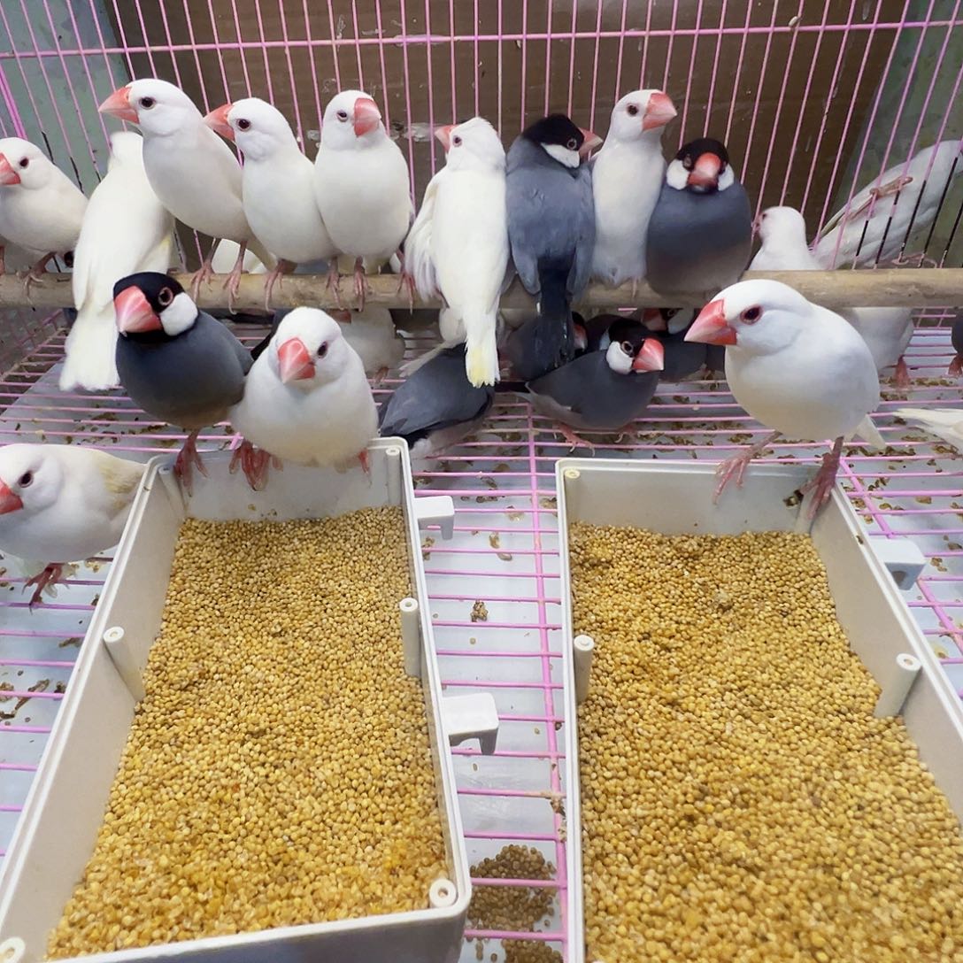 福***来文鸟精品成年文鸟四只包邮包活