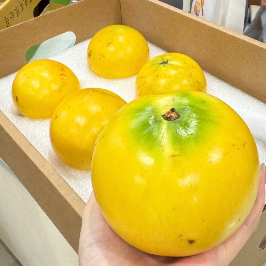 黄晶果汤臣一品四季开花结果