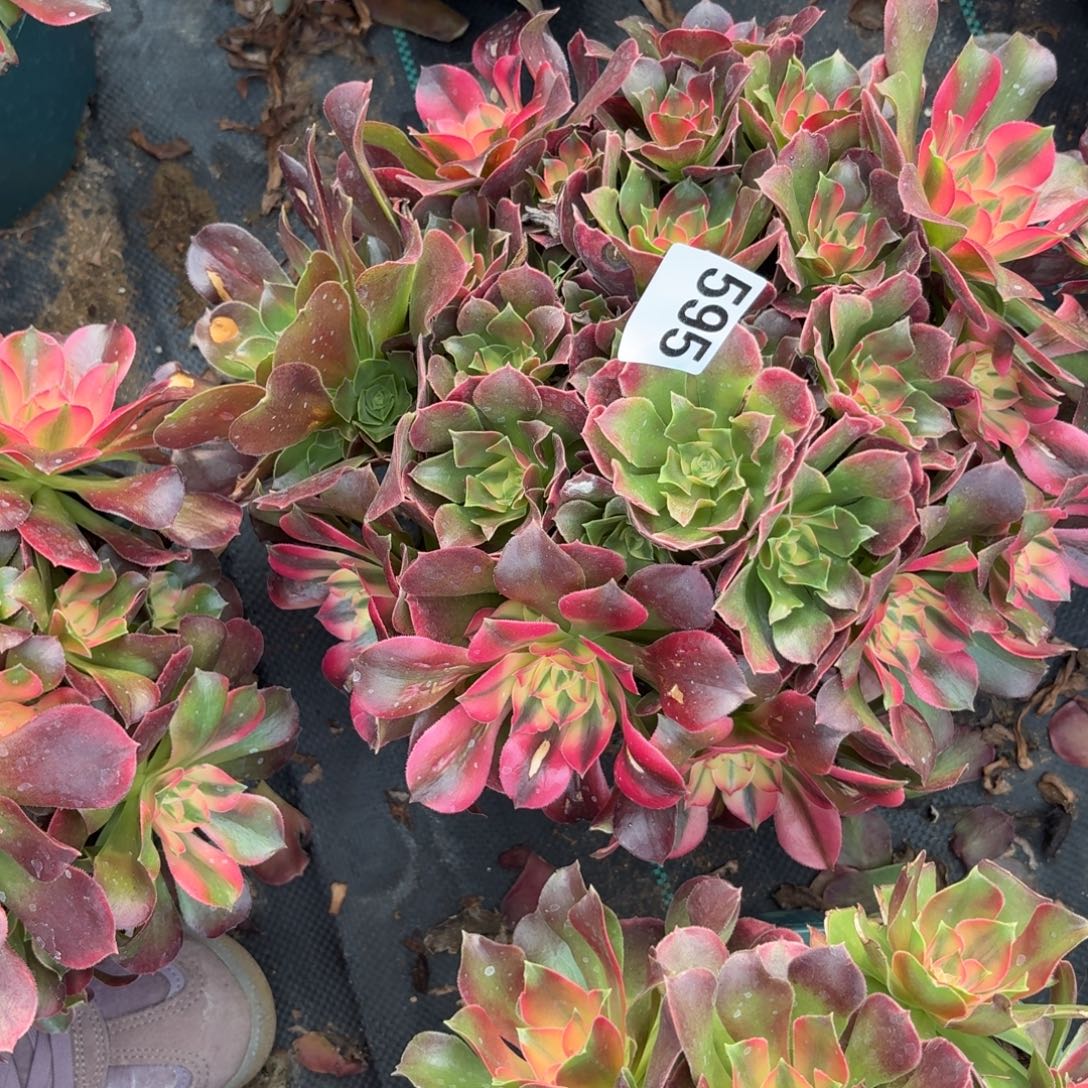 595大想飞多肉植物福利