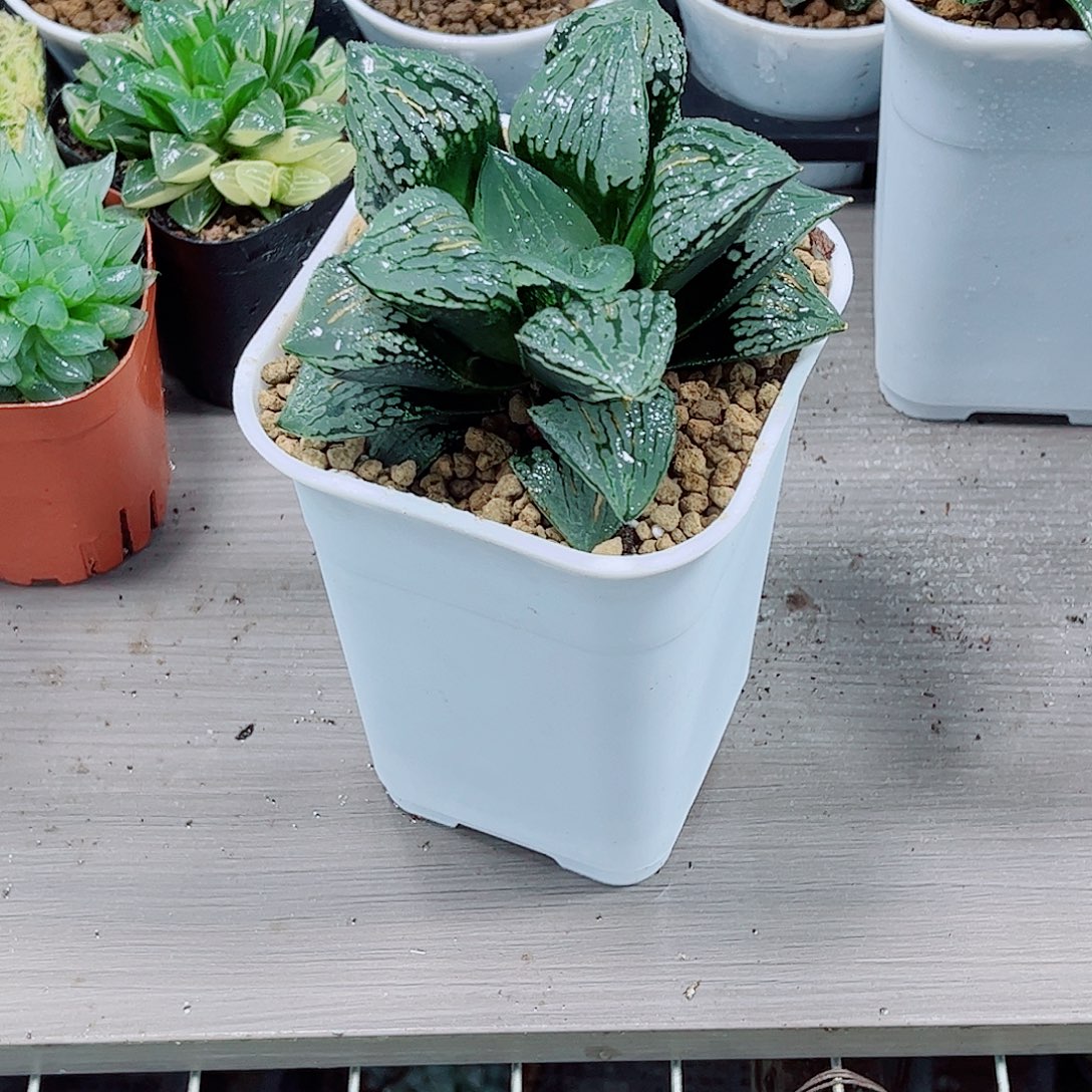 玛丽丽玉露一勿一拍