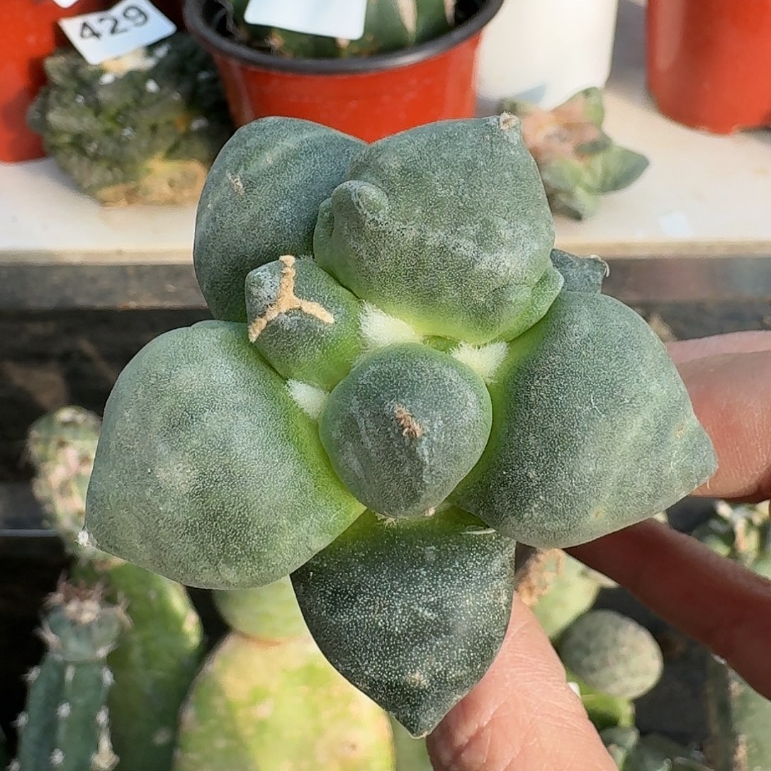 全部花朵蛋尤牡丹160