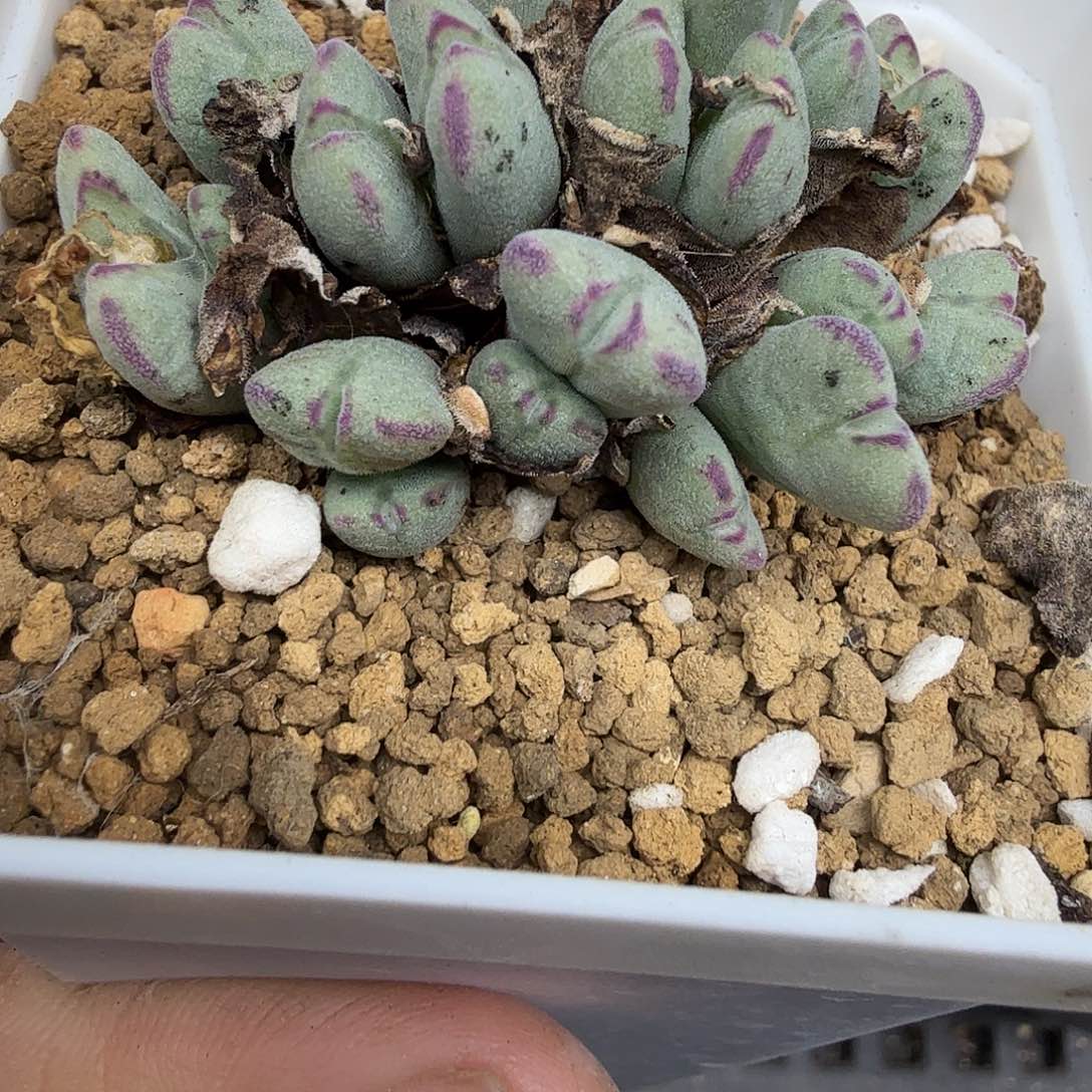 是一个充满生机盎然朝气勃勃145不