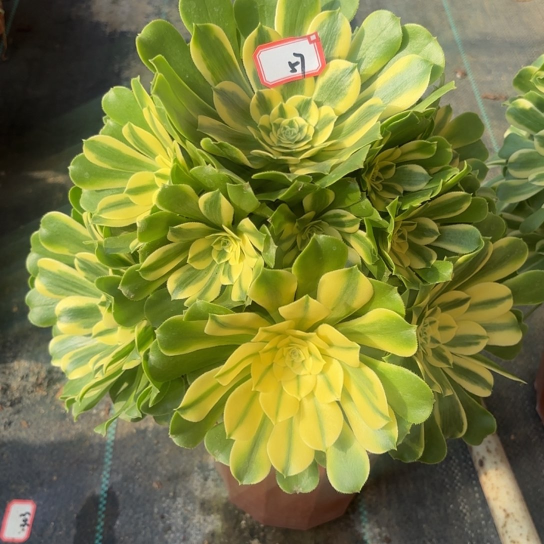 全部花朵57西尼亚多肉植物