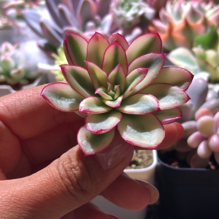 红花女王覆轮锦有根