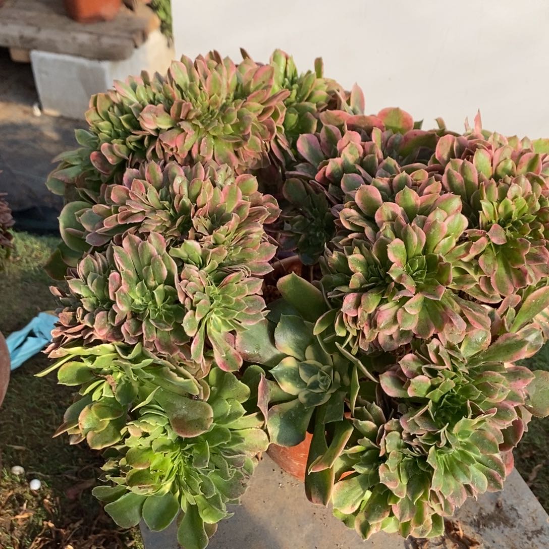 不开花植物1138号香妃缀化1颗