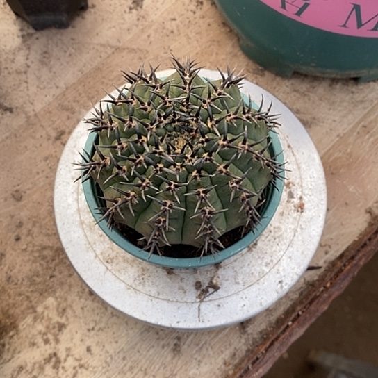 余***哥一个大黑刺凤头仙人球