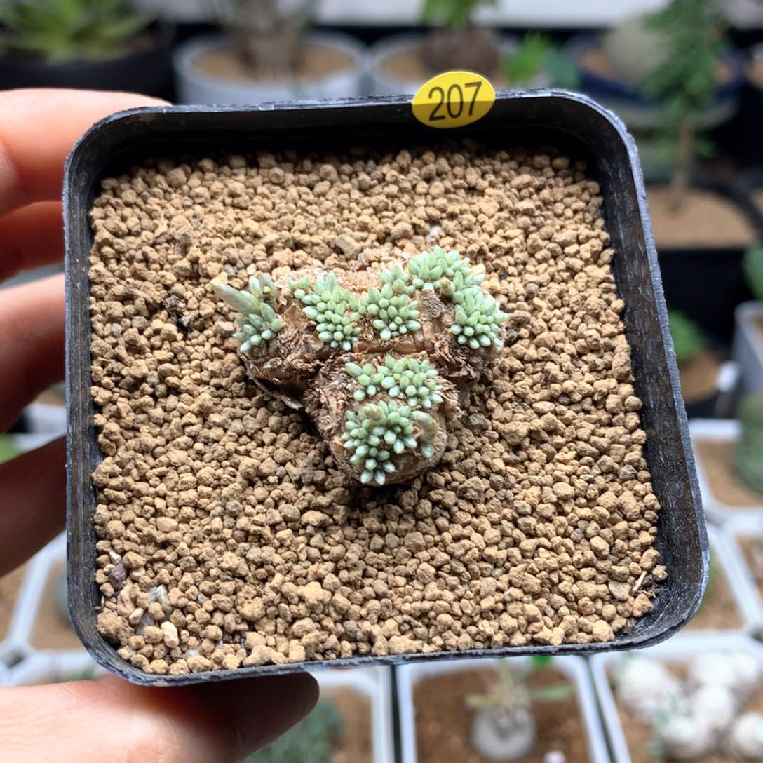 韧锦多肉带盆3.1cm