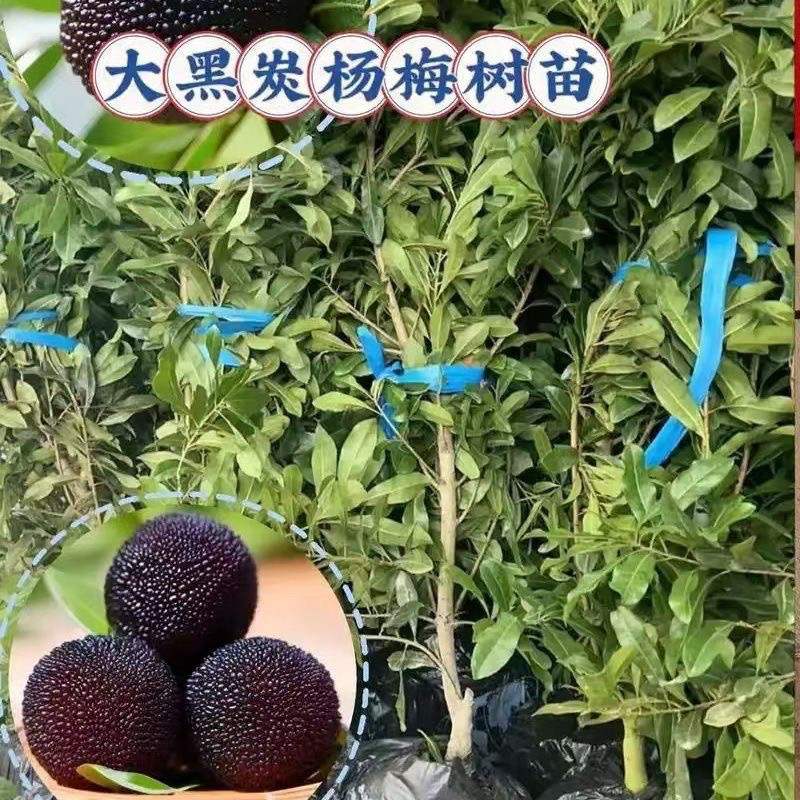东魁杨梅苗黑炭杨梅苗带土带叶南北方可种植果树盆栽地栽