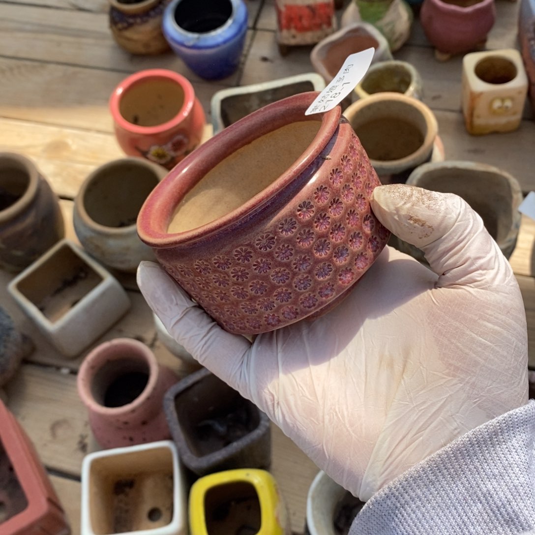 红陶喵*二1号多肉盆一个呀