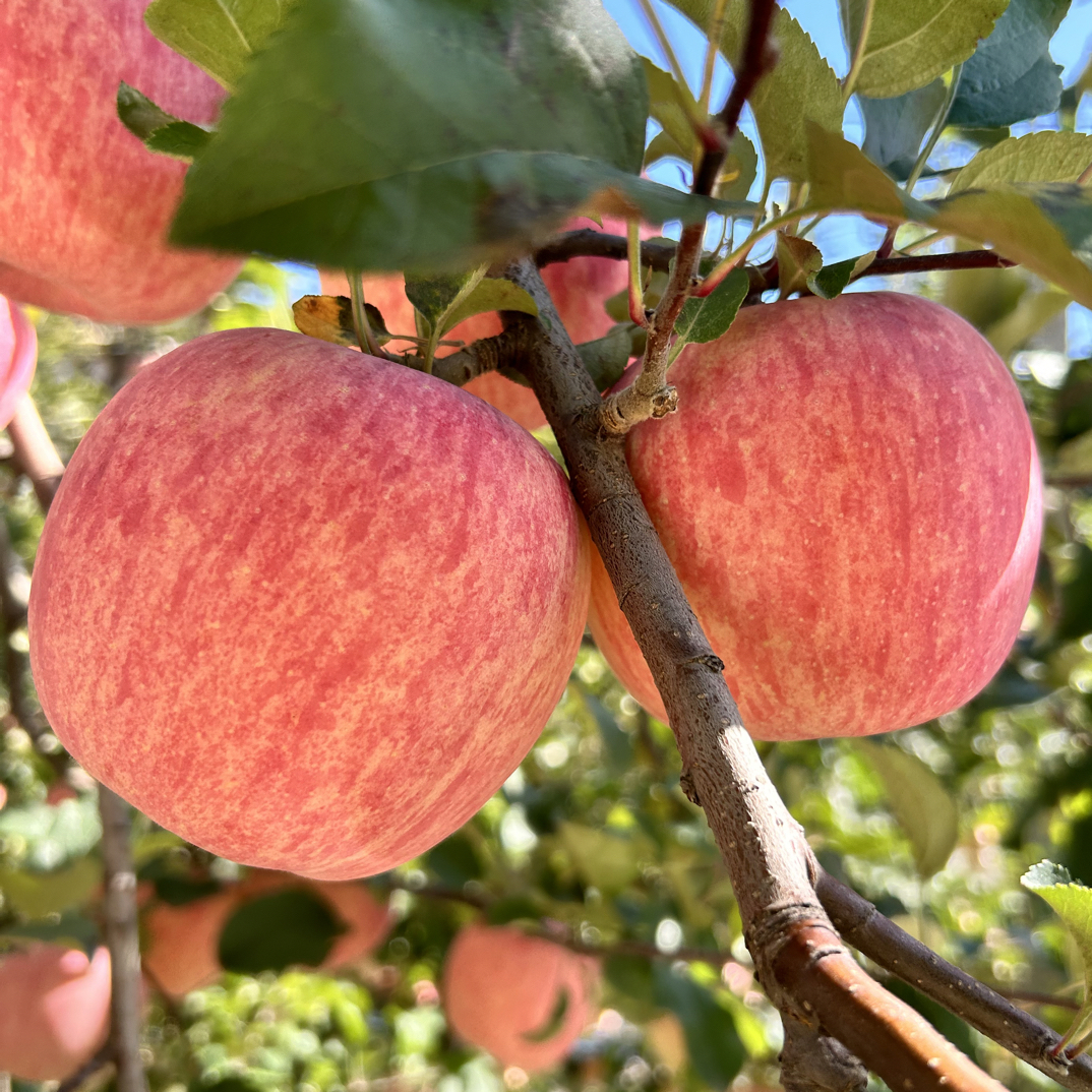 【顺丰包邮】灵宝寺河山红富士苹果 礼盒装