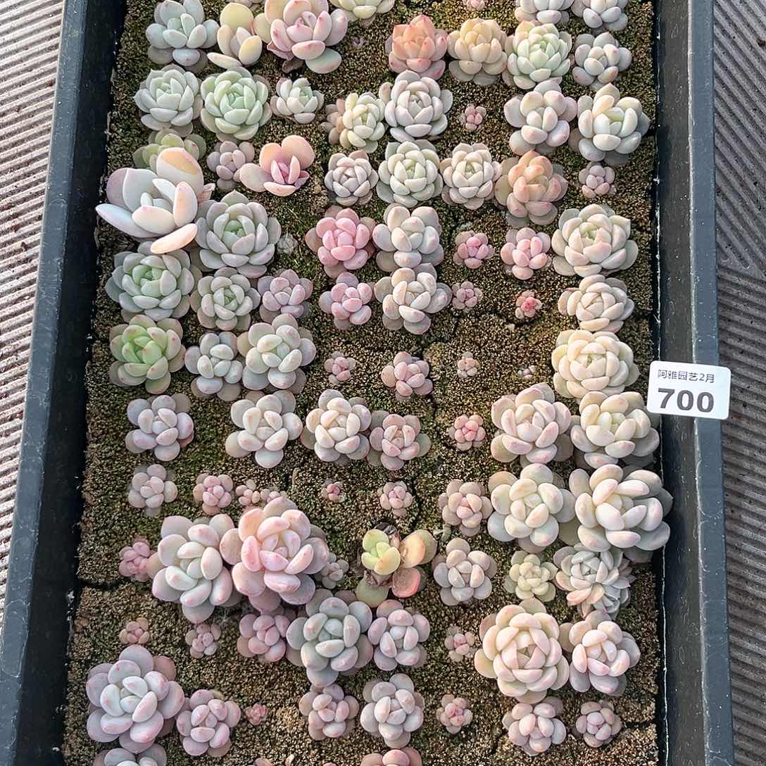 阿雅园艺。   700