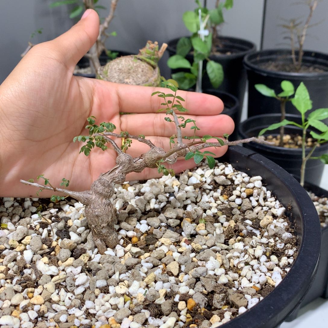 牛***哥念珠没药实生带盆