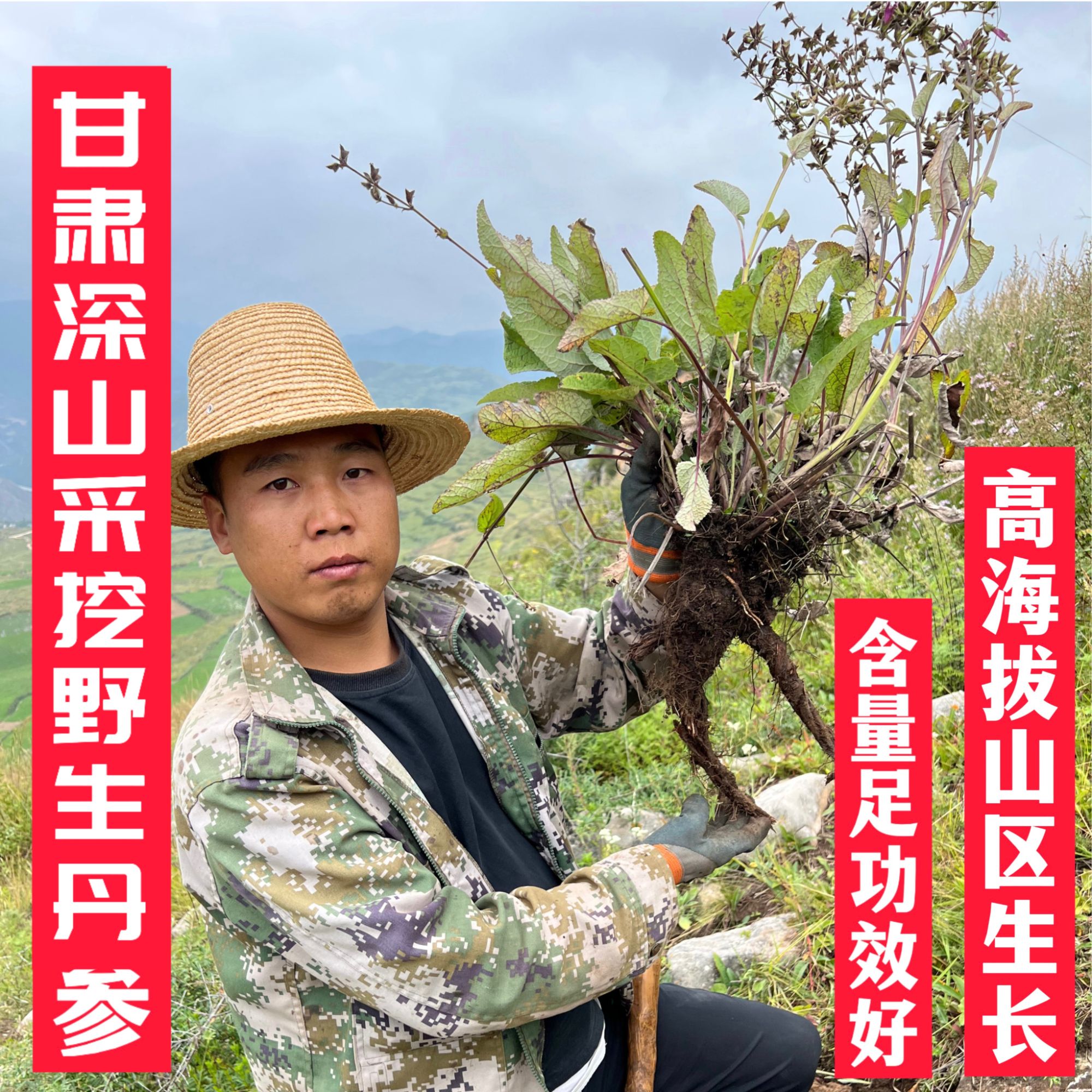 甘肃高原野生丹参可打粉煮水泡水