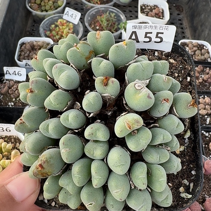 55多肉植物多肉植物