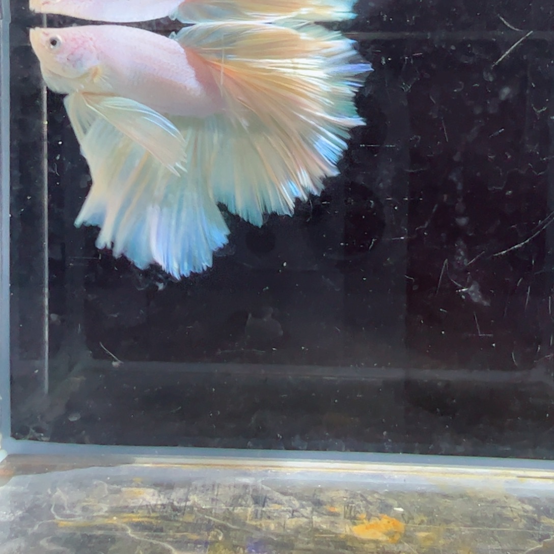 斗鱼浅色特殊尾hhhh