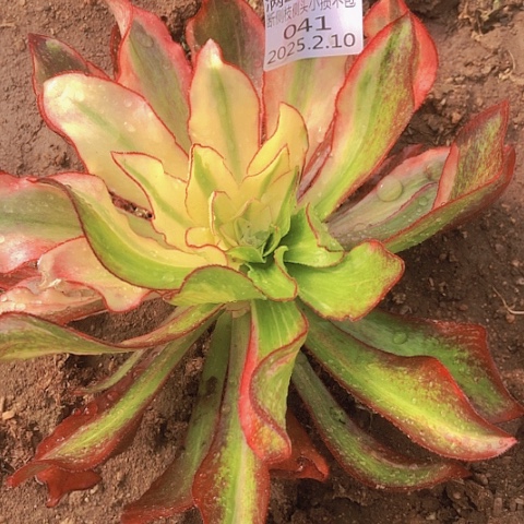 2.10-41魅影七彩多肉植物