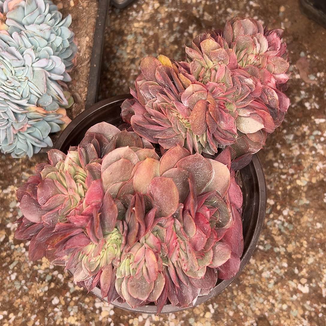 洁***哥多肉植物实物直播实物217 