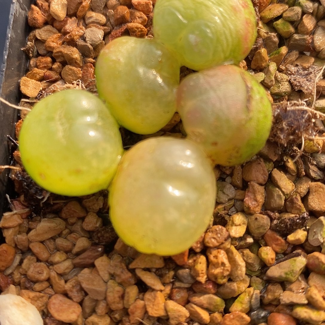 341大拉登有瑕疵一颗。  