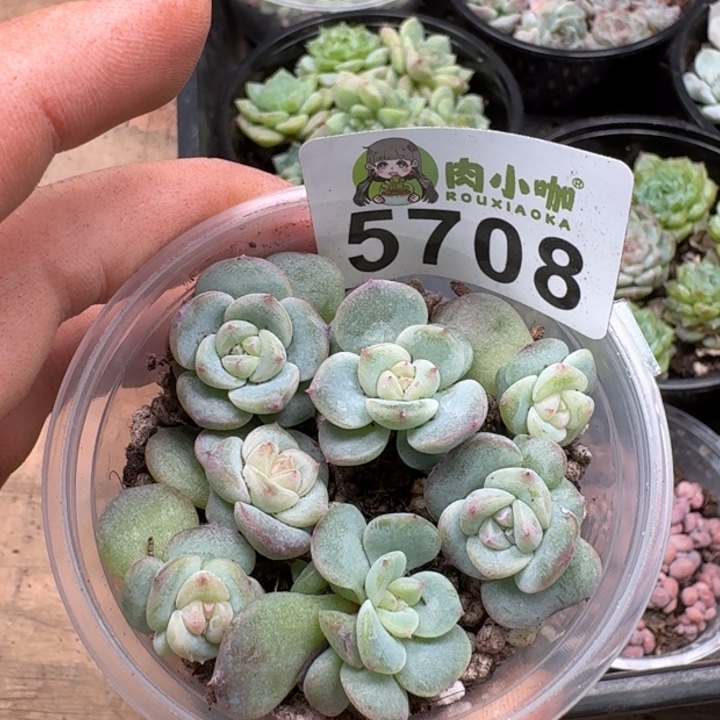 完全开放多肉植物多肉植物