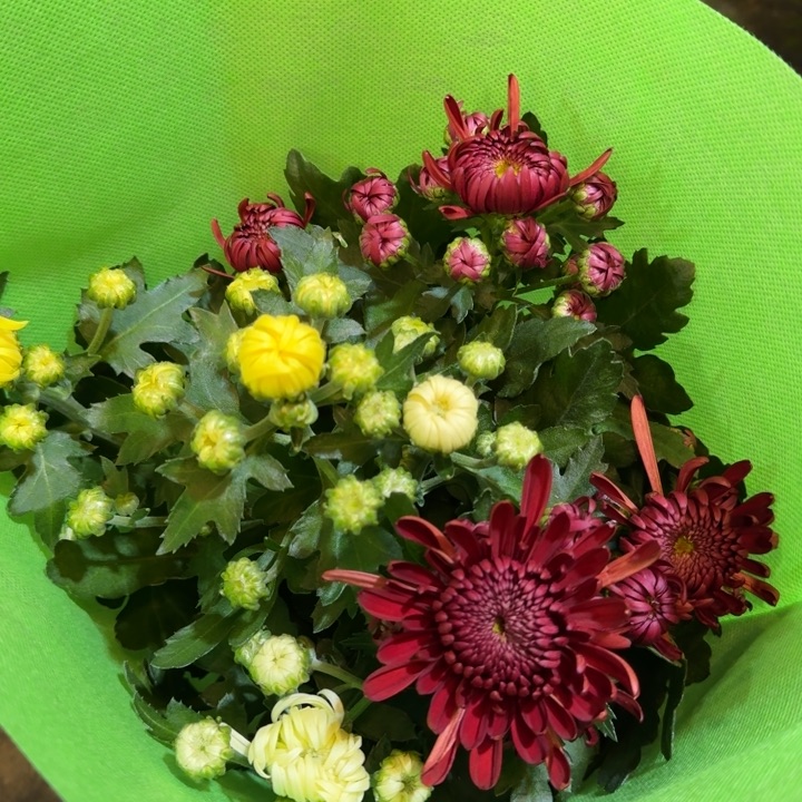 150规格龙爪菊红白黄盆栽