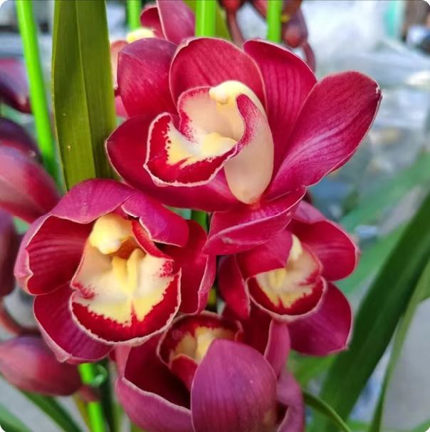 【大红袍】大花蕙兰5支花剑起发年宵花阳台室内盆栽花期长