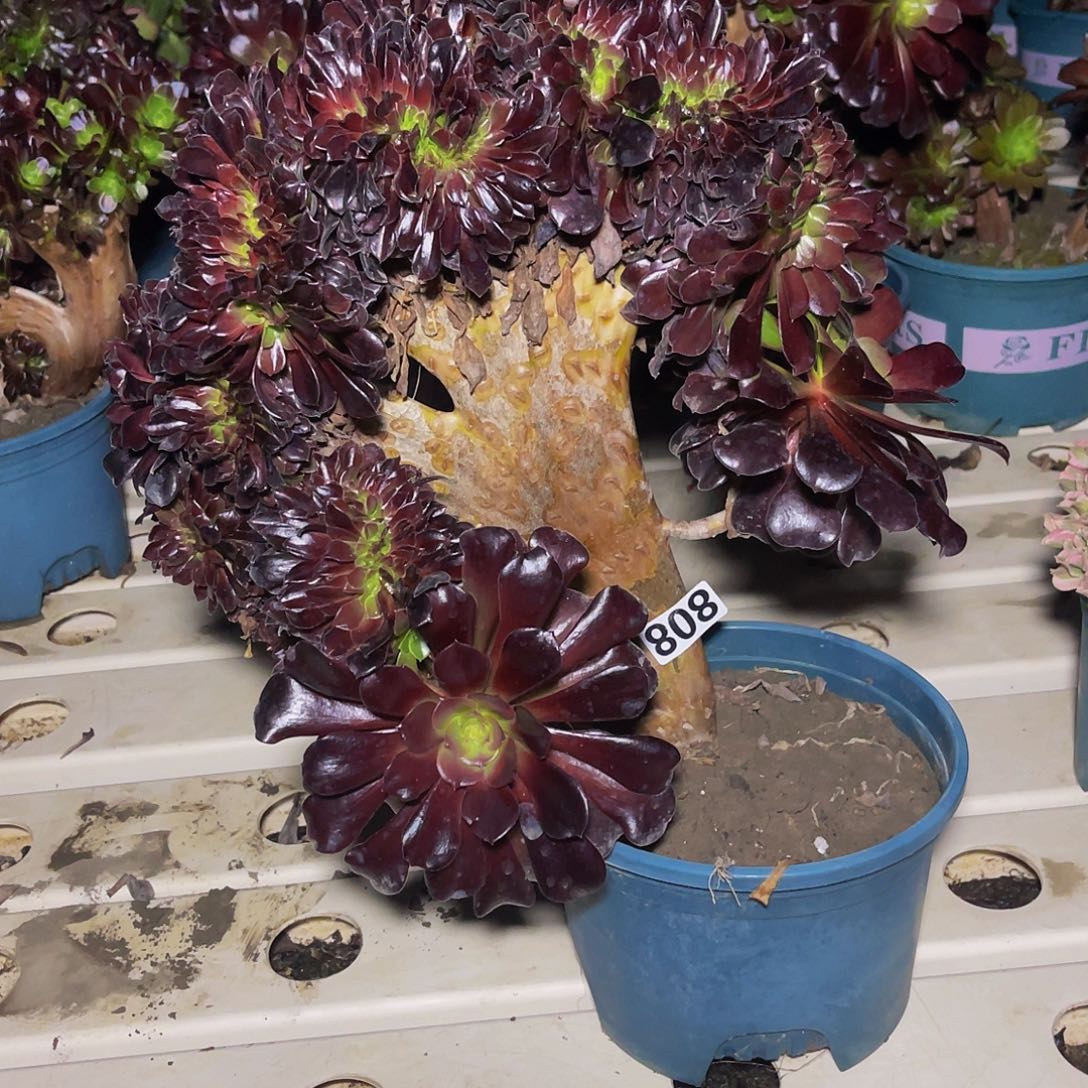 法师法师7-8包邮法师